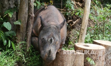 Seekor Badak jantan bernama Harapan melintas di dalam Suaka Rhino Sumatera (SRS) Taman Nasional Way Kambas (TNWK), Lampung Timur, Senin (20/3).