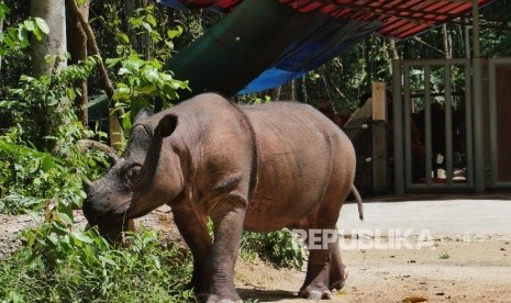 Seekor badak jantan bernama Harapan melintas di depan kandangnya di Suaka Rhino Sumatera (SRS) Taman Nasional Way Kambas (TNWK), Lampung Timur, Senin (20/3).