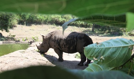 Badak (ilustrasi). Hasil pantauan video memperlihatkan kelahiran empat ekor anak badak Jawa (Javan rhinoceros) di Taman Nasional Ujung Kulon, Banten.