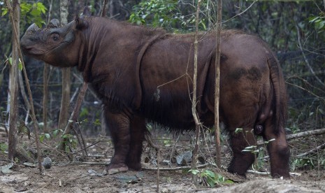 Seekor badak Sumatera bercula dua.