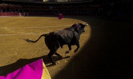  Seekor banteng berlari dalam lomba adu banteng di Spanyol.  ilustrasi