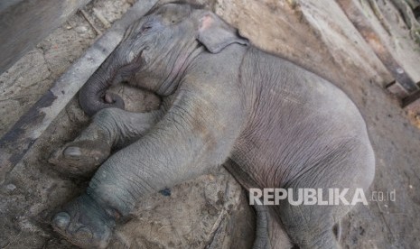 Seekor bayi gajah sumatra (Elephas maximus sumatrensis) 