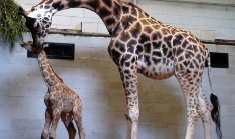 Seekor bayi jerapah lahir di Taman Safari.