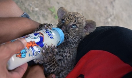 Seekor bayi Leopard (Panthera Sp.) minum susu dari botol saat berada di kandang penitipan di Kebun Bintang Kasang Kulim, Riau, Senin (16/12/2019). Polda Riau menyita seekor bayi Leopard, 58 kura-kura Indian Star dan empat ekor bayi singa afrika dalam pengungkapan kasus perdagangan satwa, serta berhasil meringkus dua orang tersangka anggota jaringan sindikat internasional perdagangan satwa dilindungi.