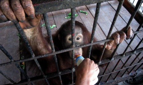 Seekor bayi Orang Utan minum susu saat berada di kandang Tempat Perawatan Satwa Bermasalah, Kebun Binatang Surabaya (KBS), Selasa (24/4). KBS dilengkapi Tempat Perawatn Satwa Bermasalah, yaitu satwa yang mengalami berbagai masalah sejak lahir, diantaranya 