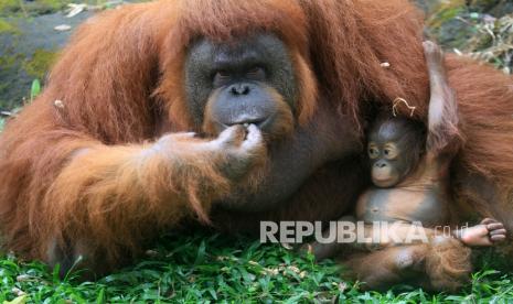 Orang utan (ilustrasi)