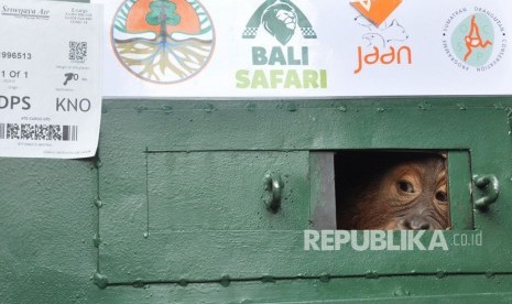 Seekor bayi Orangutan (pongo abelii) Sumatera berusia 2,5 tahun berada di dalam kandang ketika tiba dari Bali di Kargo Bandara Internasional Kualanamu, Kabupaten Deliserdang, Selasa (17/12/2019).