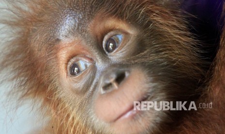 Seekor bayi Orangutan Sumatra (Pongo abelii)