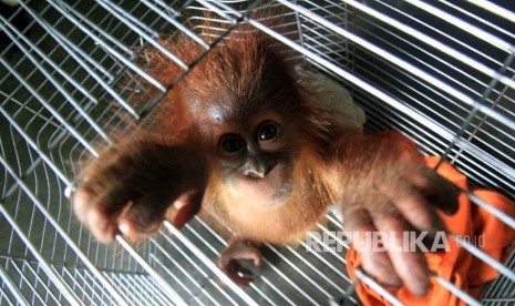 Seekor bayi Orangutan Sumatra (Pongo abelii) 