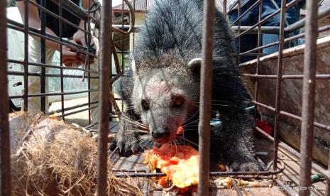 Seekor  Binturong (Arctictis binturo) yang diserahkan warga ke BKSDA Agam setelah nyasar masuk ke lahan perkebunan di  Jorong Pasa Durian, Nagari Kampung Pinang, Kecamatan Lubuk Basung, Agam, Rabu (28/10) 