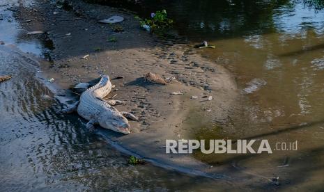 Seekor buaya menerkam seorang bocah perempuan  di Batang Masang, Jorong Plasma Padang Madani, Nagari Manggopoh Utara, Kecamatan Lubuk Basung, Kabupaten Agam, Sumbar.