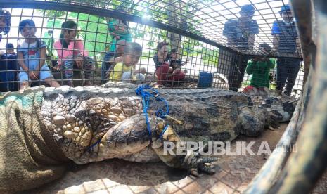 Seekor buaya senyulong (Tomistoma schlegelii) menjadi tontonan warga saat persiapan pelepasliaran, di Sungai Benu, areal konsesi PT Tri Pupajaya, Tanah Pilih, Banyuasin, Sumatera Selatan. (Ilustrasi)