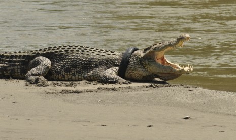 Seekor buaya terjerat ban bekas di sekitar sungai di Palu, Sulawesi Tengah (ilustrasi)