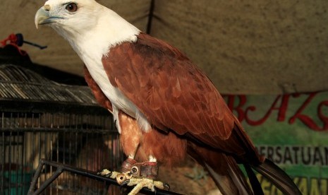 Burung elang bondol, salah satu jenis satwa dilindungi yang sering diburu untuk diperjual belikan (ilustrasi)