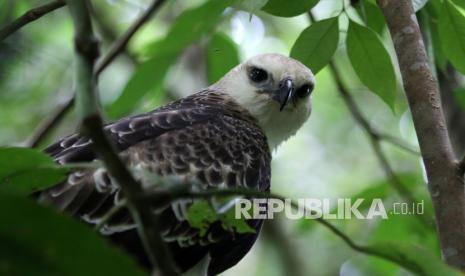 Seekor burung Elang Brontok (nisaetus cirrhatus) berada di pohon usai dilepaskan oleh petugas Balai Konservasi Sumber Daya Alam (BKSDA) resot Agam di kawasan Hutan Cagar Alam Maninjau, Kabupaten Agam, Sumatera Barat, Rabu (2/6/2021). BKSDA resot Agam melepas liarkan dua ekor kukang dan satu ekor elang brontok yang diserahkan oleh warga untuk dikembalikan ke habitatnya.