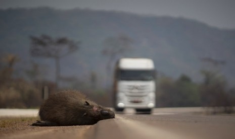 Seekor capybara mati tergeletak di tepi jalan utama Altamira, Para. Daerah ini terkena efek serius kebakaran hutan Amazon, Ahad (25/8).