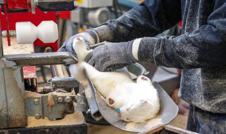 Seekor cerpelai dikuliti untuk diambil bulunya di peternakan di Varde, Denmark. Lebih dari 250 ribu orang Denmark jalani lockdown di kawasan utara negara tersebut akibat mutasi virus corona dari cerpelai yang diternakkan. Untuk menahan laju virus, sebanyak 15 juta cerpelai di Denmark telah dimusnahkan. 