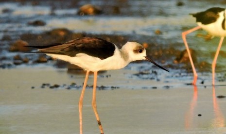 Seekor Gagang Bayam Polos ( Himantopus himantopus) terlihat mencari makan di Danau Limboto, Gorontalo, Provinsi Gorontalo