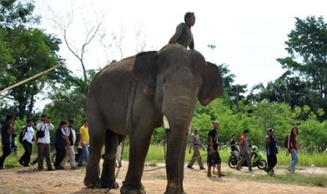 Seekor gajah dipindahkan ke taman rimba Jambi.