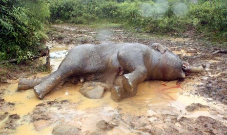  Seekor Gajah jantan (elephas maximus sumatranus) berumur sekitar 10 tahun tewas tergeletak di kebun penduduk di Desa Blang Gajah Mate, Geumpang, Pidie, Aceh, Jumat (10/5). (Antara/Zian)