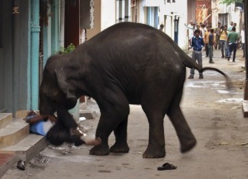 Seekor gajah liar menginjak-injak seorang warga, Renuka Prasad (55), hingga tewas. 