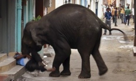 Seekor gajah liar menginjak-injak seorang warga, Renuka Prasad (55), hingga tewas. 