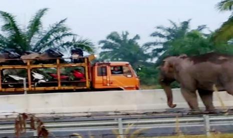 Seekor Gajah Sumatera (Elephas maximus sumateranus) liar melintas di badan jalan Tol Sumatera, persisnya di Tol Pekanbaru - Dumai KM 73, Provinsi Riau, Senin (14/2). KLHK dan pihak pengelola tol berencana membuat pagar besi di sepanjang jalan tol di sekitar sana guna mencegah kejadian serupa berulang.