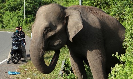 Seekor gajah Sumatera (Elephas Maximus Sumatresnsis) diikat di pinggir jalan di area kawasan Lembah Seulawah, Kabupaten Aceh Besar, Aceh, sehingga menjadi tontotan warga.