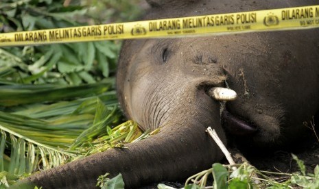 Seekor gajah sumatera mati di Desa Payah Lah, Kecamatan Ketol, Kabupaten Aceh Tengah, Aceh, Jumat (19/2).  (Antara/Risky Pinossa)