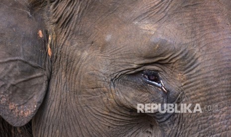 Seekor Gajah Sumatra (elephas maximus sumatranus) jinak berdiam di Taman Nasional Tesso Nilo, Provinsi Riau, Selasa (13/8/2019).