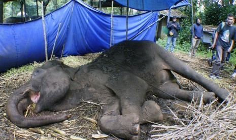 Gajah yang terbaring karena sakit (ilustrasi) 