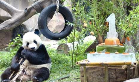 Seekor Giant Panda jantan bernama Cai Tao memakan bambu saat perayaan satu tahun kedatangannya di Istana Panda, Taman Safari Indonesia, Cisarua, Kabupaten Bogor, Jawa Barat, Sabtu (29/9).