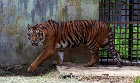 harimau.