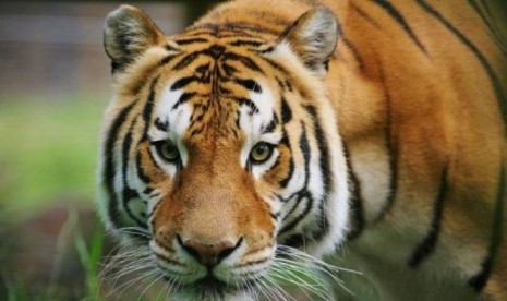 Seekor harimau Bengal.