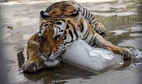 Seekor harimau di Kebun Binatang Karachi, Pakistan mendinginkan diri dengan sebongkah es batu di tengah gelombang panas.