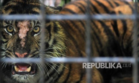 Seekor Harimau Sumatera (Panthera tigris).