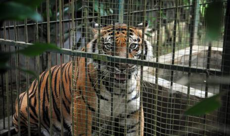 Seekor harimau Sumatera (Panthera tigris sumatrae). Peneliti terus mencari keberadaan harimau jawa yang ditemukan rambutnya pada 2019.