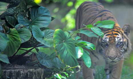 Seekor harimau Sumatera (Phantera tigris sumatrae) berada di dalam kandang alam (ilustrasi)