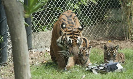 Seekor harimau sumatra (Phantera tigris sumatrae) bernama Sean bersama dua dari tiga anaknya yang berumur sekitar dua bulan saat mulai dilatih naluri berburunya di Bali Zoo, Gianyar, Bali, Sabtu (28/7). 