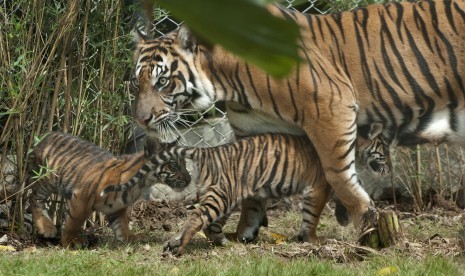 Seekor Harimau Sumatera (Phantera Tigris Sumatrae) bernama Sean bersama dua dari tiga anaknya yang berumur sekitar dua bulan saat mulai dilatih naluri berburunya di Bali Zoo, Gianyar, Bali, Sabtu (28/7)