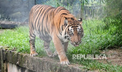 Seekor harimau Sumatra (Panthera tigris sumatrae) di Kebun Binatang Taman Rimbo, Jambi.