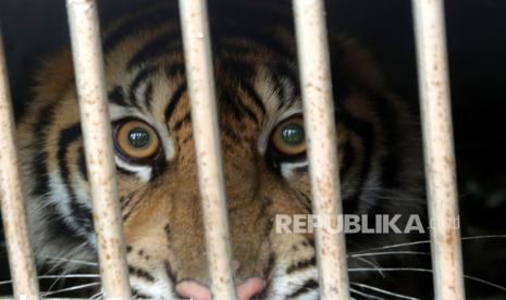 Seekor harimau sumatra (Panthera tigris sumatrae)