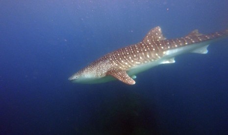 Seekor Hiu Paus (Rhincodon typus) berenang mencari makan di sekitar perairan di Desa Botubarani, kabupaten Bone Bolango, Jumat (7/10). 