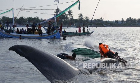 Seekor ikan paus terdampar di perairan pantai Desa Jangkar, Jangkar, Situbondo, Jawa Timur, Jumat (2/3). 