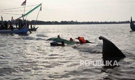 Seekor ikan paus terdampar di perairan pantai Desa Jangkar, Jangkar, Situbondo, Jawa Timur, Jumat (2/3).