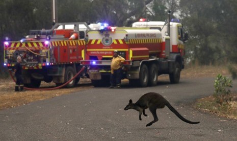 Seekor kangguru kecil menyeberang jalan melewati truk pemadam kebakaran di Mangrove Mountain di utara Sydney, Australia, beberapa waktu lalu. Kebakaran Australia mempengaruhi banyak hewan di sana.