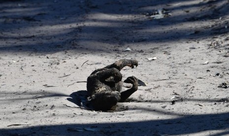 Seekor koala mati ditemukan pascakebakaran di Pulau Kanguru, Australia, Selasa (7/1). 