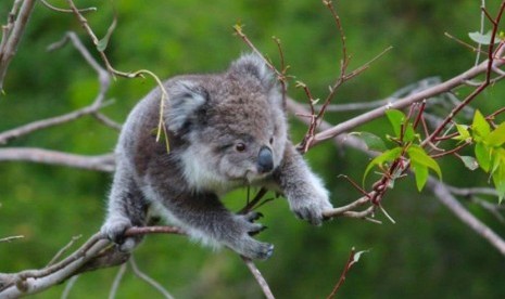 Seekor koala muda sedang mencari daun untuk dimakan. 