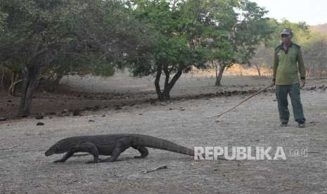 Seekor komodo berada dalam pengawasan penjaga di Pulau Rinca, Kawasan Taman Nasional Komodo, Nusa Tenggara Timur. Meski ada kontroversi harga tiket Pulau Komodo, insfrastruktur akan terus dibangun.