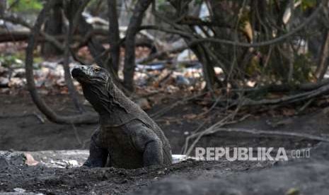 Seekor komodo berada di Pulau Rinca, Kawasan Taman Nasional Komodo, Nusa Tenggara Timur, Ahad (14/10). 